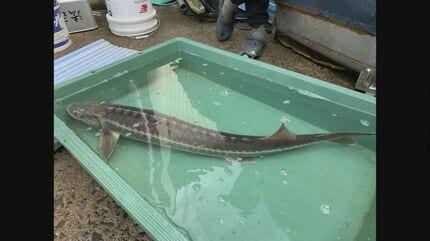 【島根県】「大きいサバ」かと思ったら…宍道湖でとれたのは「シロチョウザメ」漁師驚き　「古代魚中の古代魚」どこから来た？
